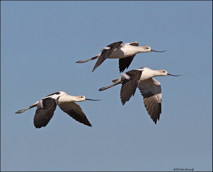 _5SB5035 american avocets.jpg